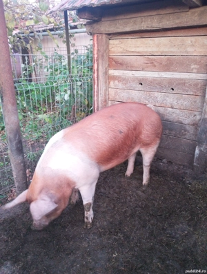 porci duroc - imagine 3