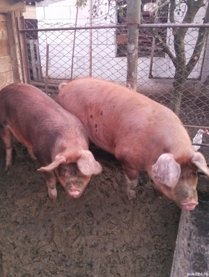 porci duroc - imagine 2