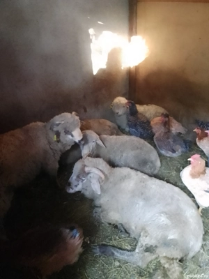 vind porci și berbecuți pentru Crăciun 