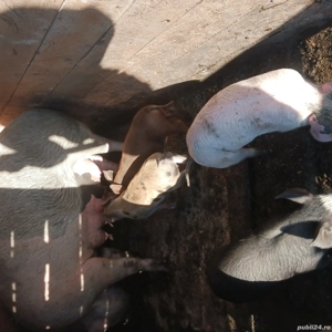 vand scroafa cu purcei - imagine 3