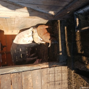 vand scroafa cu purcei - imagine 4