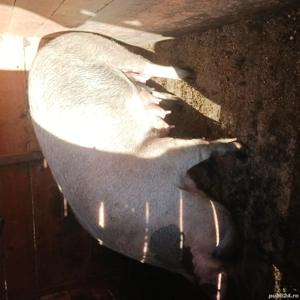 vand scroafa cu purcei - imagine 2