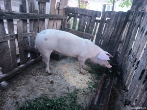 de vânzare vier pietrain x marele alb 9 luni 100-110 kg