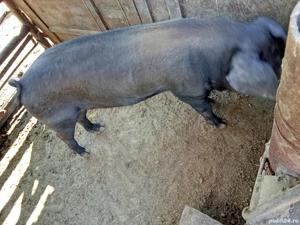 vier duroc  - imagine 2