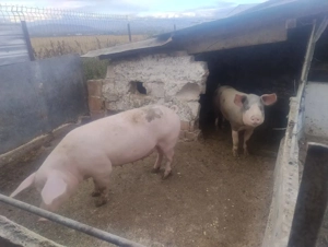 Porci de casă  - imagine 2