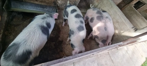 Vând porci pentru sacrificat