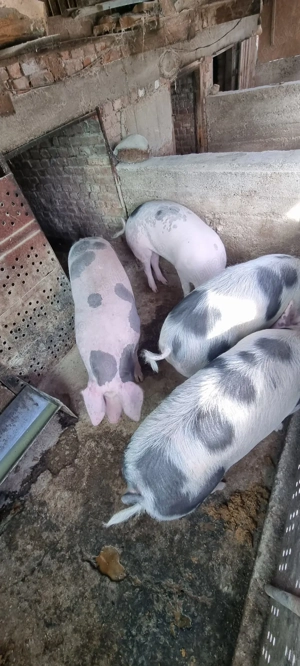 Vând porci pentru sacrificat - imagine 4