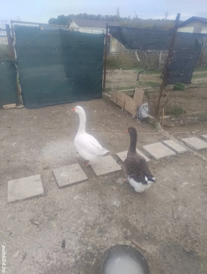 Vand gâște  - imagine 2