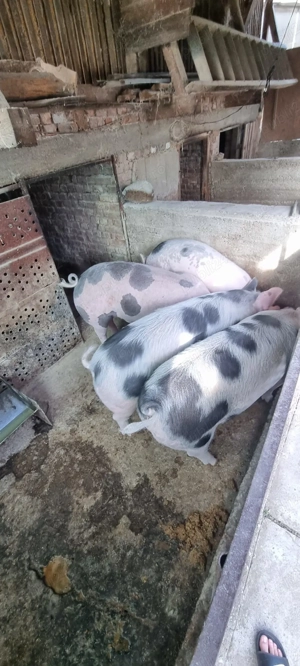 Vând porci pentru sacrificat - imagine 3