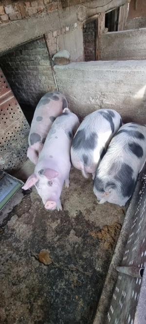 Vând porci pentru sacrificat - imagine 2