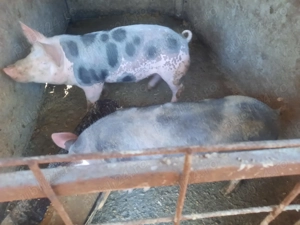 Vand porci,grasuni - imagine 4