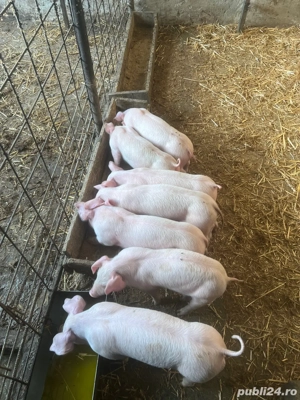 vind purcei 9 saptamini