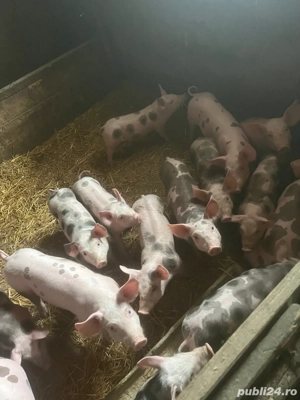 de vinzare purcei intarcati 