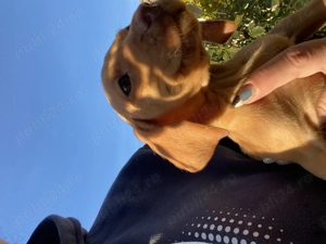 Vijla maghiara. Disponibili 3 baieti si 3 fete