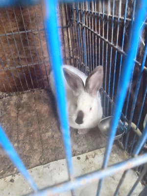 Vând iepuri Uriaș de Transilvania