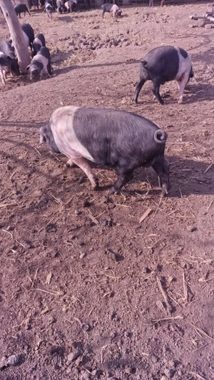  Vericas Bazna cu origine  - imagine 2