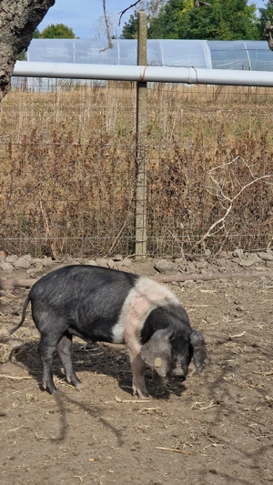  Vericas Bazna cu origine 