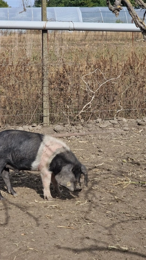  Vericas Bazna cu origine  - imagine 3