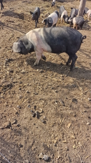  Vericas Bazna cu origine  - imagine 4