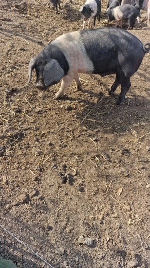  Vericas Bazna cu origine  - imagine 5