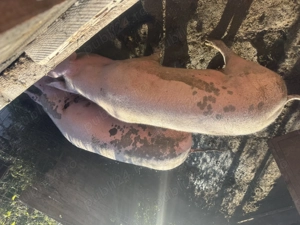 Porci  de taiat - imagine 2