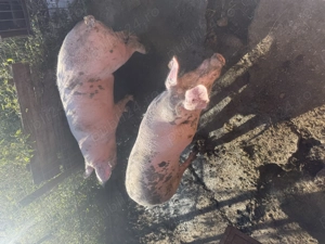 Porci  de taiat - imagine 3