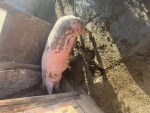 Porci  de taiat - imagine 4