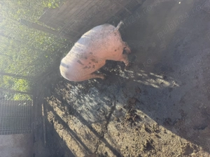 Porci  de taiat - imagine 5