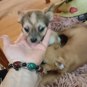 Catelusi Chihuahua Mini Toy - imagine 3