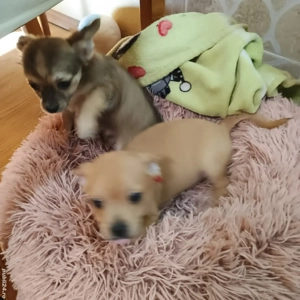 Catelusi Chihuahua Mini Toy - imagine 4