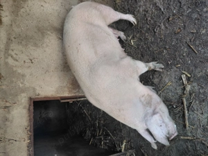 Vând purcea pt sacrificat