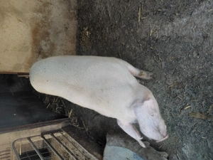 Vând purcea pt sacrificat - imagine 3