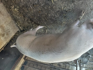 Vând purcea pt sacrificat - imagine 2