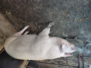 Vând purcea pt sacrificat - imagine 4