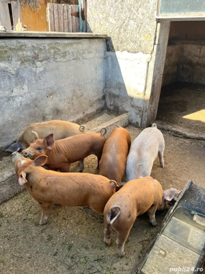 Purcei duroc 650 prechea
