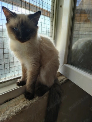 Pisicuța rasa birmaneza - imagine 2 Pisicuța rasa birmaneza - imagine 2