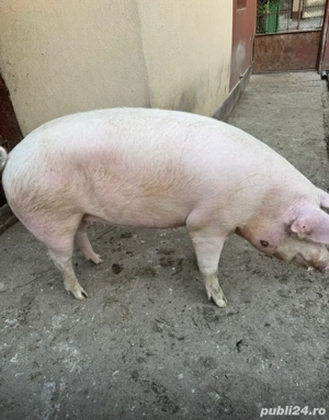 Vând Porc Marele Alb