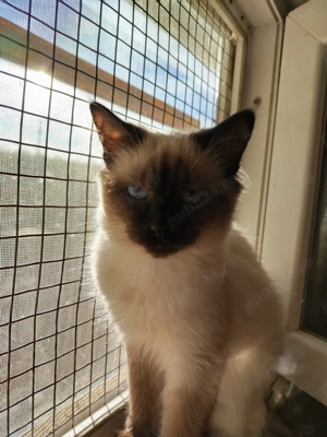 Pisicuța rasa birmaneza - imagine 5 Pisicuța rasa birmaneza - imagine 5