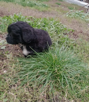 Bichoni havanezi                        - imagine 2