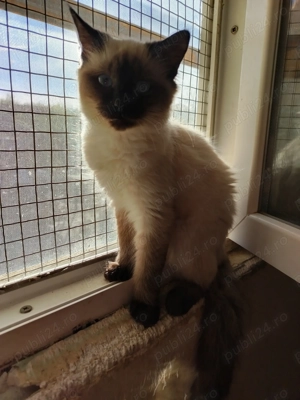 Pisicuța rasa birmaneza - imagine 4 Pisicuța rasa birmaneza - imagine 4