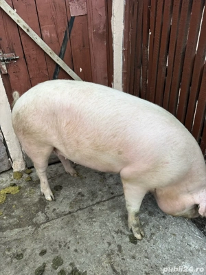 Vând Porc Marele Alb - imagine 2