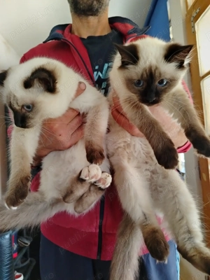 Pisicuța rasa birmaneza - imagine 3 Pisicuța rasa birmaneza - imagine 3