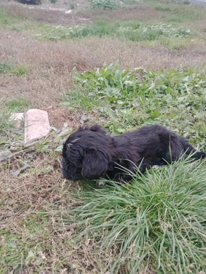 Bichoni havanezi                        - imagine 4