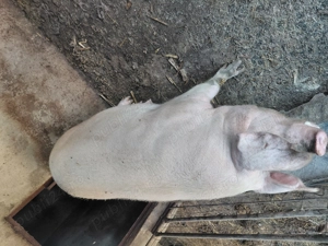 Vând purcea pt sacrificat - imagine 6