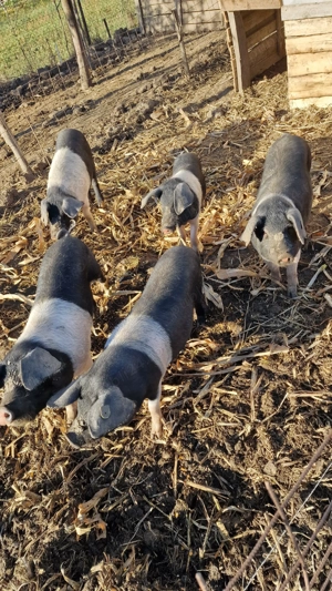 Bazna rasă pură  - imagine 3