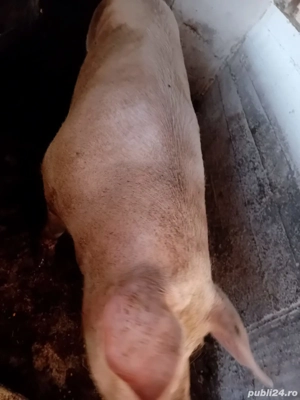 Vand purcea Landras 260 kg - imagine 4