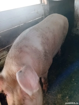 Vand purcea Landras 260 kg - imagine 2