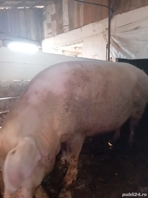 Vand purcea Landras 260 kg - imagine 3