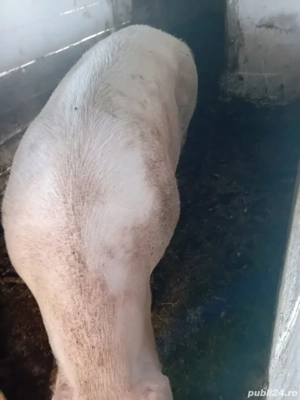 Vand purcea Landras 260 kg