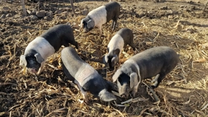 Bazna rasă pură  - imagine 5